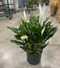 10" Spathiphyllum Peace Lily